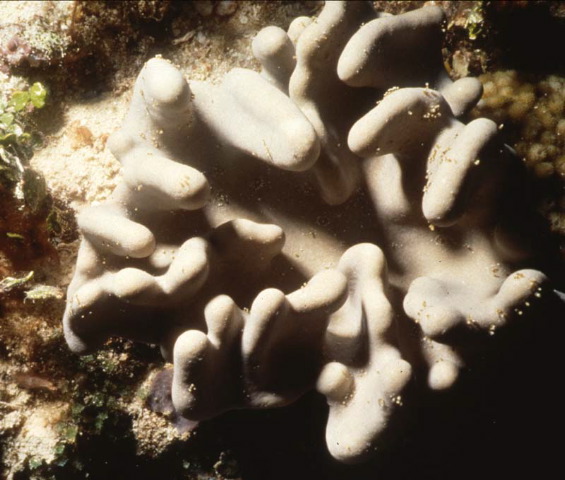 Lobophytum batarum